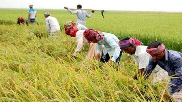 বোরো ধান ঘরে তুলতে ব্যস্ত সময় কাটাচ্ছেন কৃষকরা।