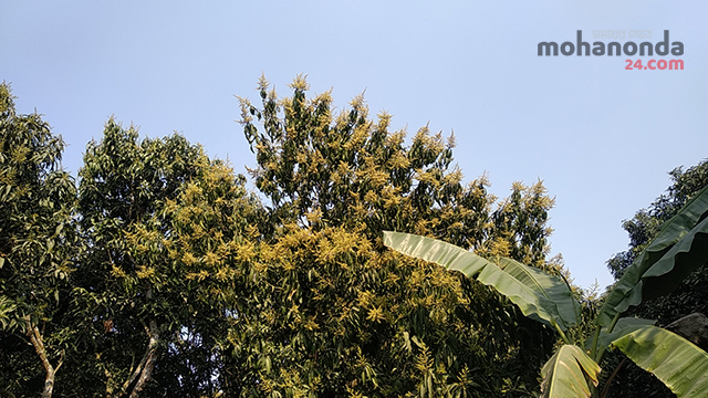 চাঁপাইনবাবগঞ্জের গাছে গাছে আমের মুকুল, পরিচর্যায় ব্যস্ত কৃষকরা